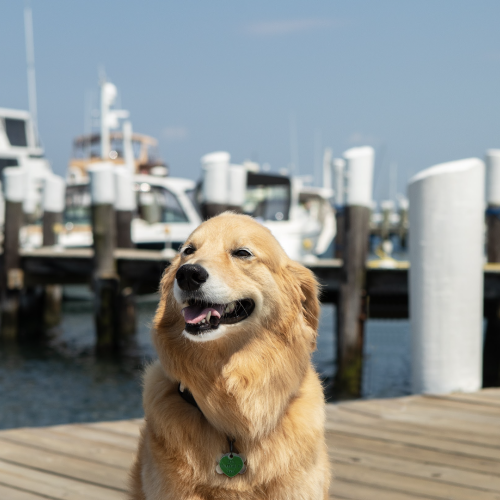 A golden retriever with a green tag sits on a dock with boats and water in the background, looking content.