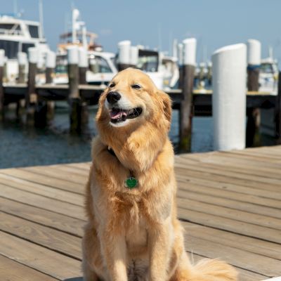 A golden retriever sits contentedly on a wooden dock with boats and water in the background under a clear blue sky.