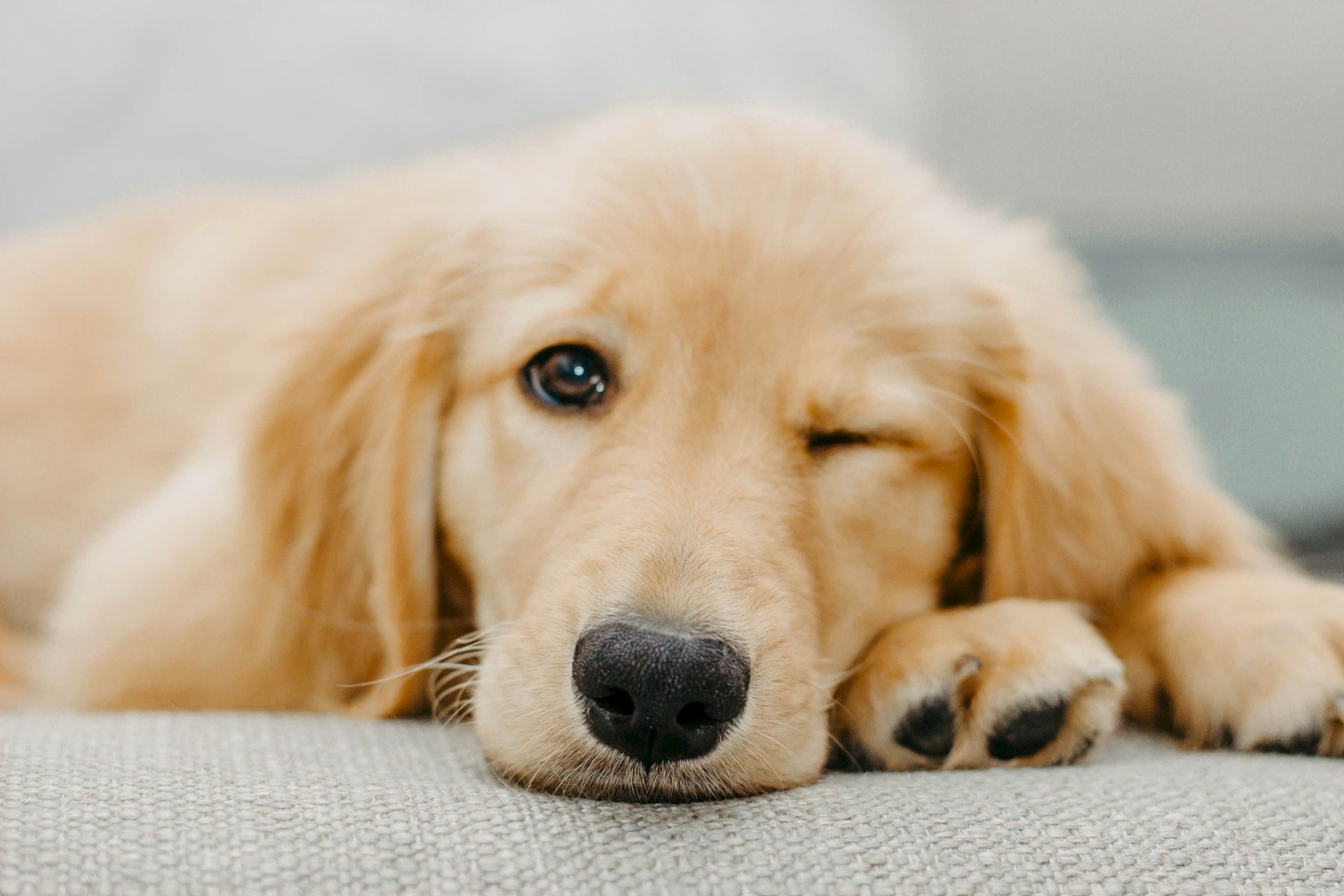 A cute, fluffy golden retriever puppy is lying down and winking, creating an adorable and playful scene.