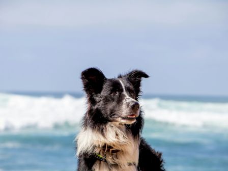 A black and white dog is sitting on a beach with waves in the background.