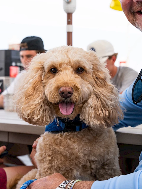A friendly dog with curly fur sits between two people at an outdoor table, smiling while being petted; casual daytime scene.