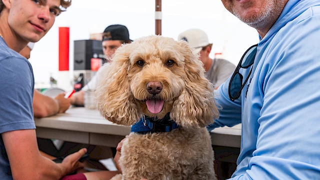 A friendly dog with curly fur sits between two people at an outdoor table, smiling while being petted; casual daytime scene.